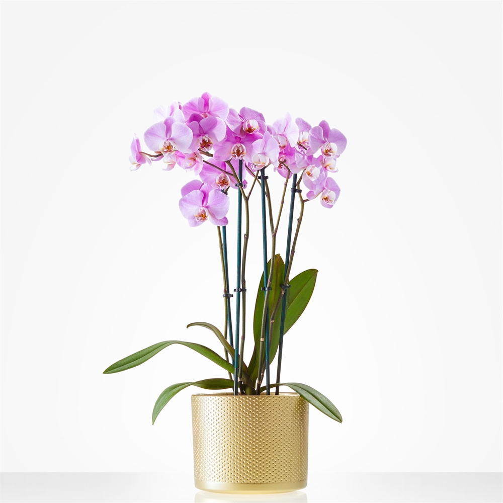 Paarse Orchidee incl. pot